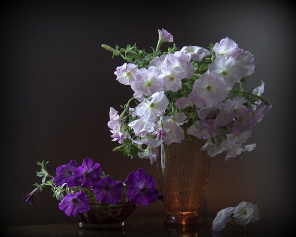 Петунья в вазе