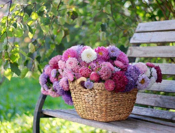 Август астры август звёзды август грозди винограда и рябины август