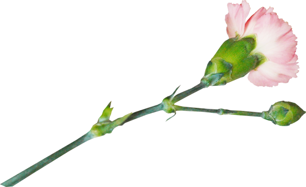 Гвоздики на прозрачном фоне