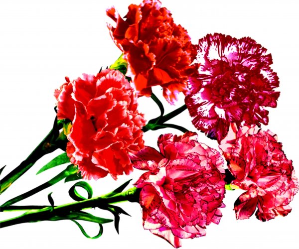 Гвоздика 9маи