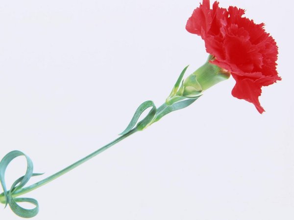 Гвоздики цветы