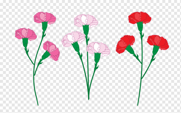 Гвоздики 9 мая