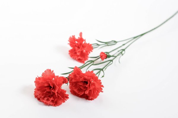 Красная гвоздика