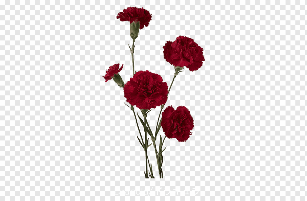 Гвоздики без фона