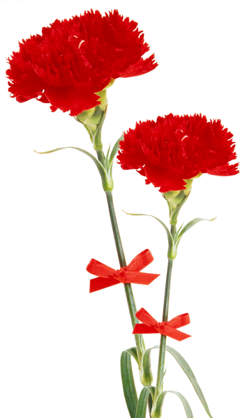 Гвоздика Гранд слэм