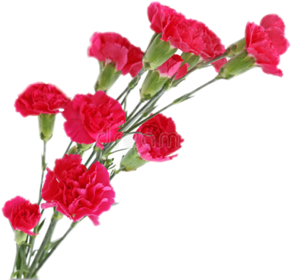 Гвоздика красная Геофлора