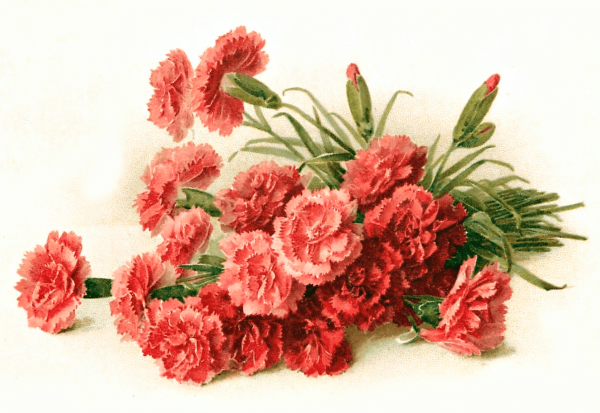 Гвоздика Шабо акварель