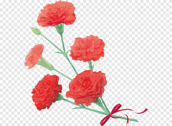Цветы гвоздики на прозрачном фоне