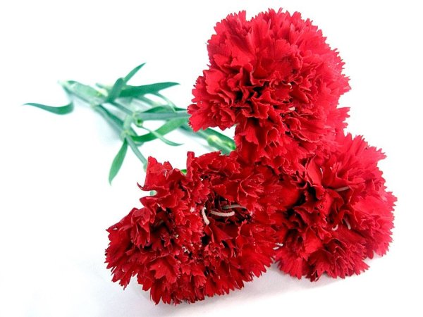 Гвоздики 9 мая