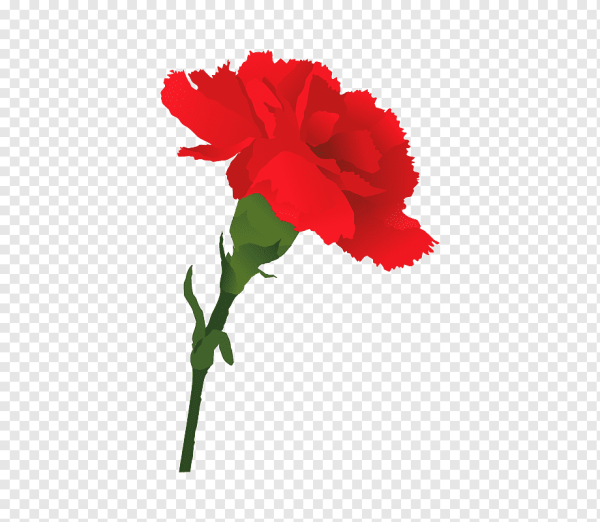 Гвоздики без фона