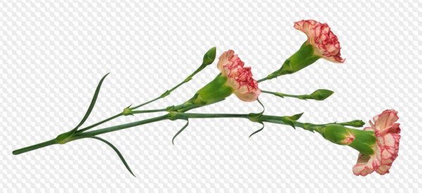 Гвоздики на прозрачном фоне