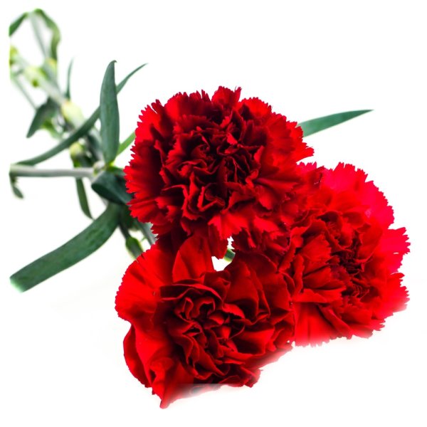 Гвоздика Селект вельвет