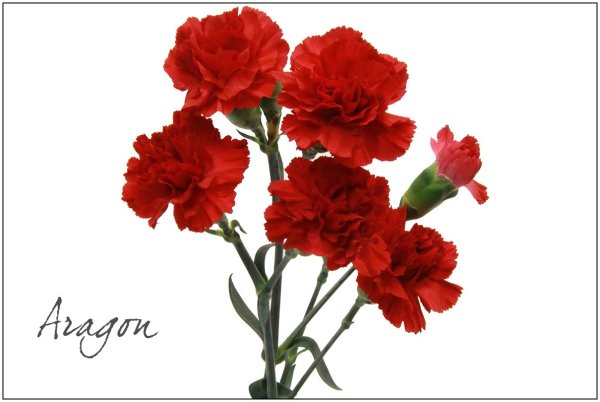 Гвоздика кустовая Арагон