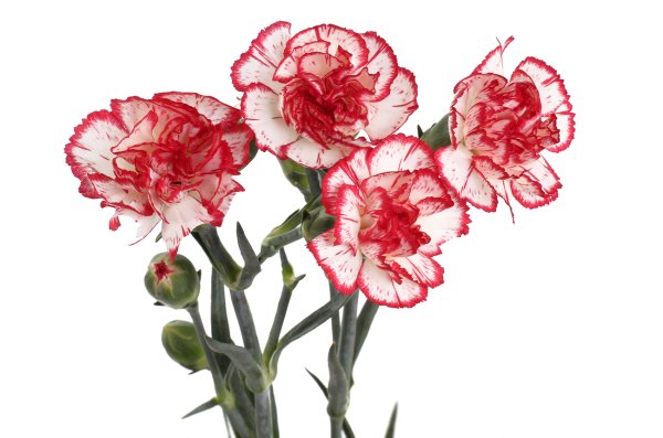 Гвоздика Шабо Дионис