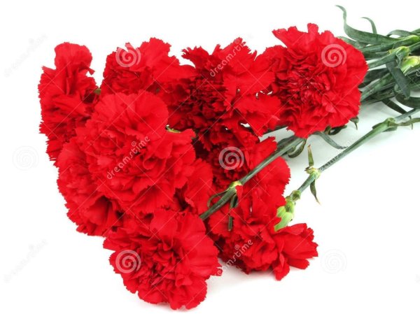 Гвоздики лежачие