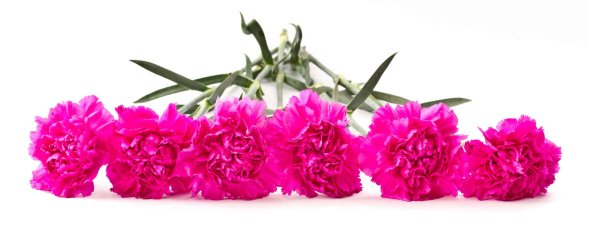 Гирлянда из гвоздик