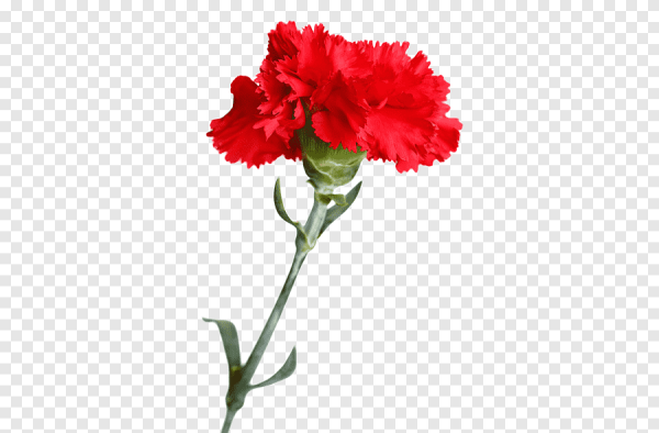 Гвоздика "красная Селект" Антонелла