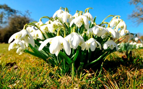 Подснежники белые пролески