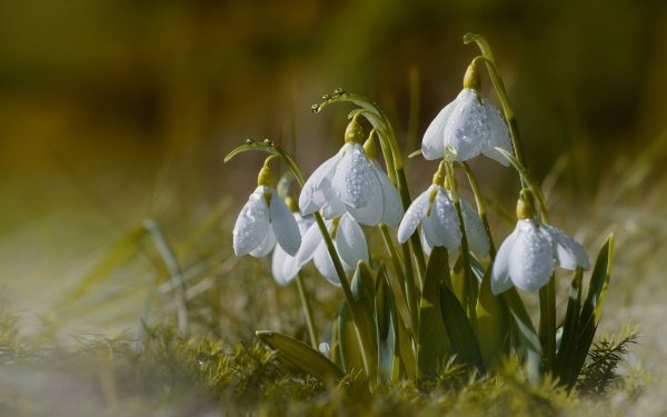 Белоцветник весенний и подснежники