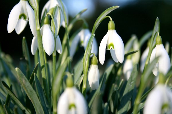 Пролеска Крокус Галантус