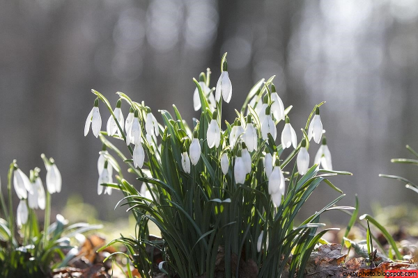 Первоцветы (подснежники, крокусы, гиацинты).