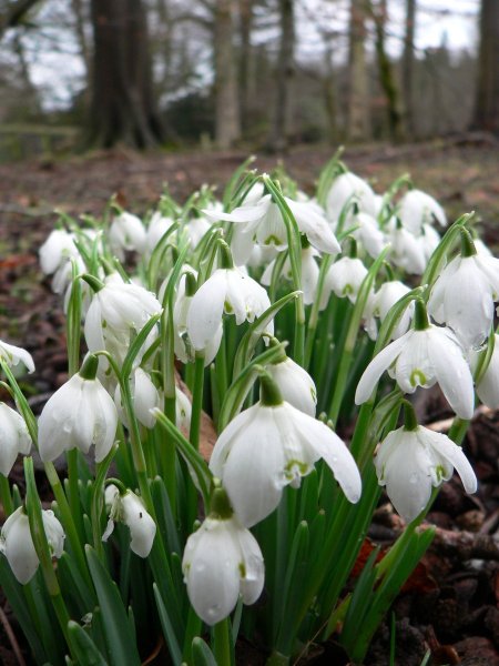 Крокусы подснежники и Мимоза