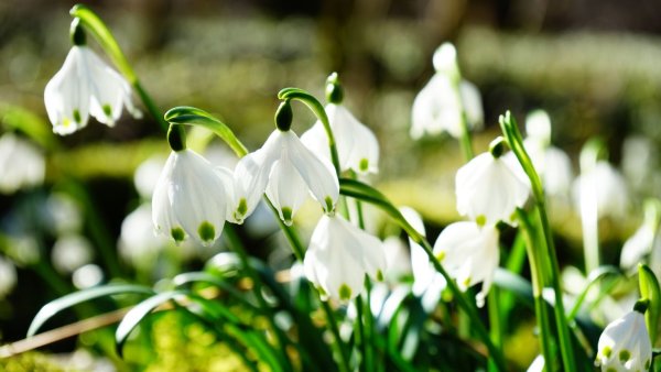 Подснежник тонколистный