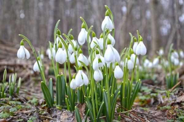 Весна подснежники