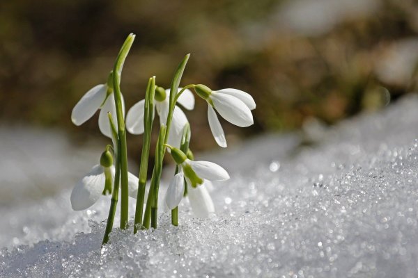 Флора Snowdrops Британии