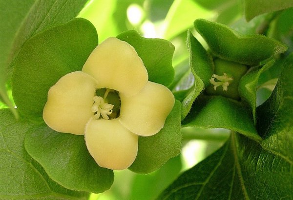 Хурма цветет