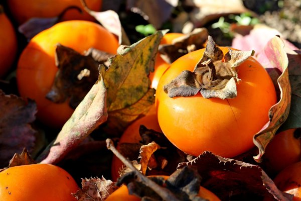 Сариқ хурма