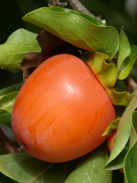 Хурма персимон