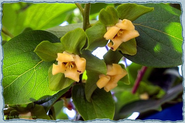 Цветущая хурма