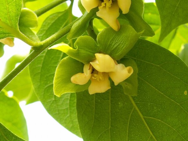 Хурма дерево цветение