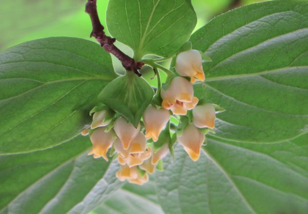 Хурма дерево цветет