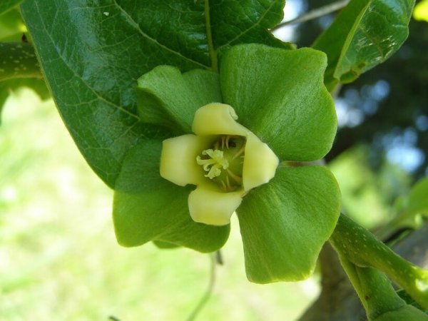 Хурма цветет