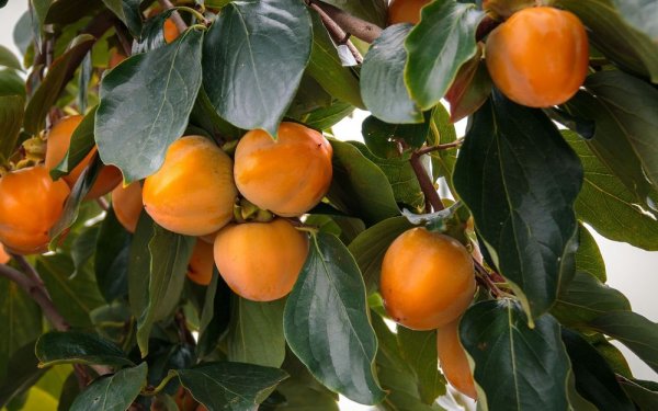 Хурма дерево