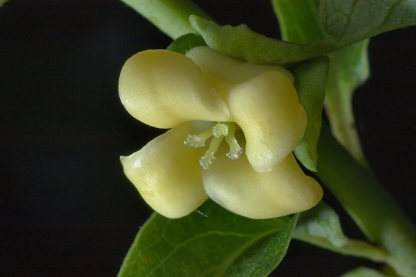 Хурма цветет