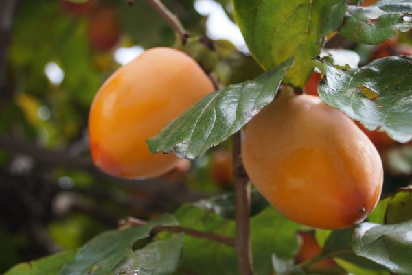 Хурма мушмуловидная