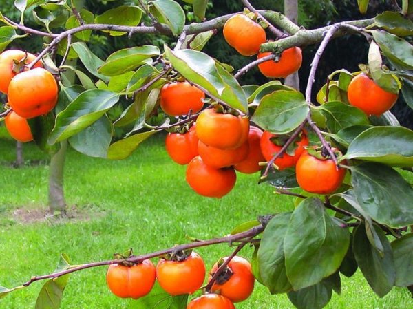 Хурма мушмуловидная в саванне