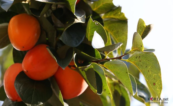 Хурма дерево цветет