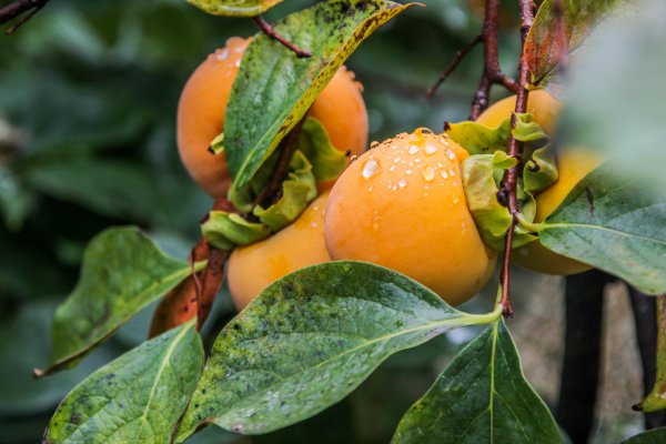 Хурма дерево цветет