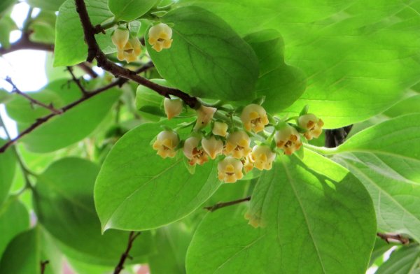 Хурма сорт мидера