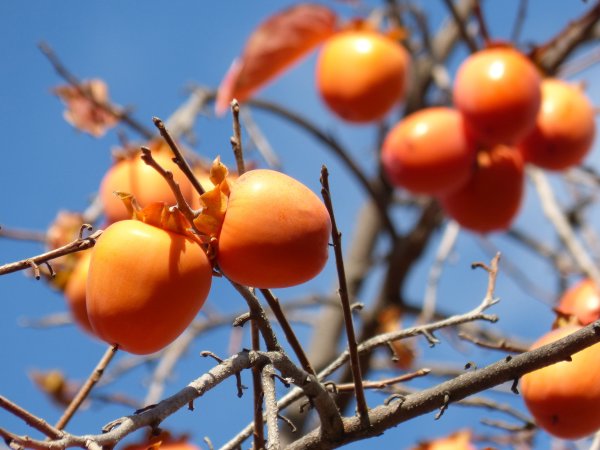 Цветок хурмы