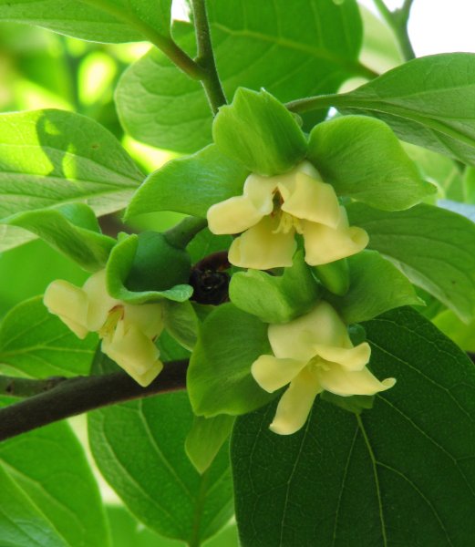 Косточка хурмы