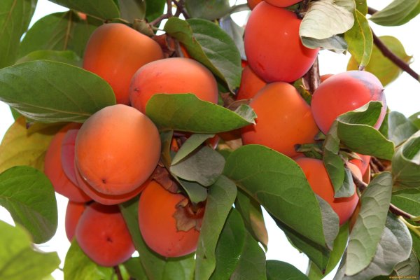 Хурма мушмуловидная