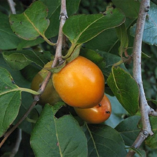 Цветение хурмы