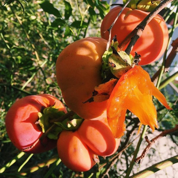 Японская хурма кустарник