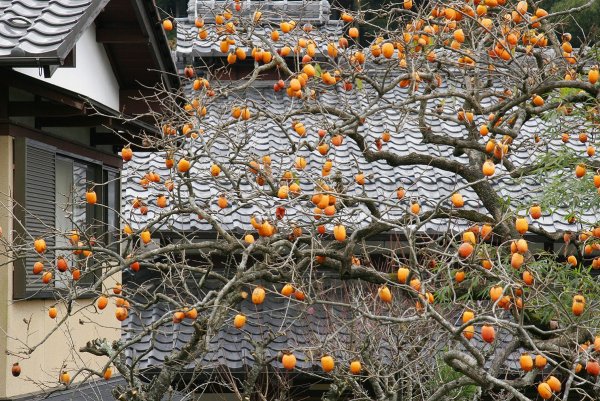 Хурма мушмуловидная в саванне