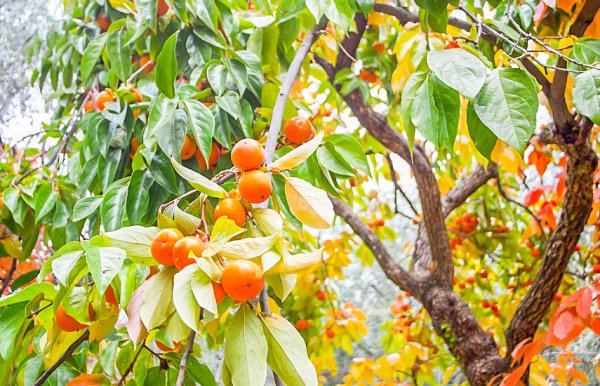 Хурма Королек растение